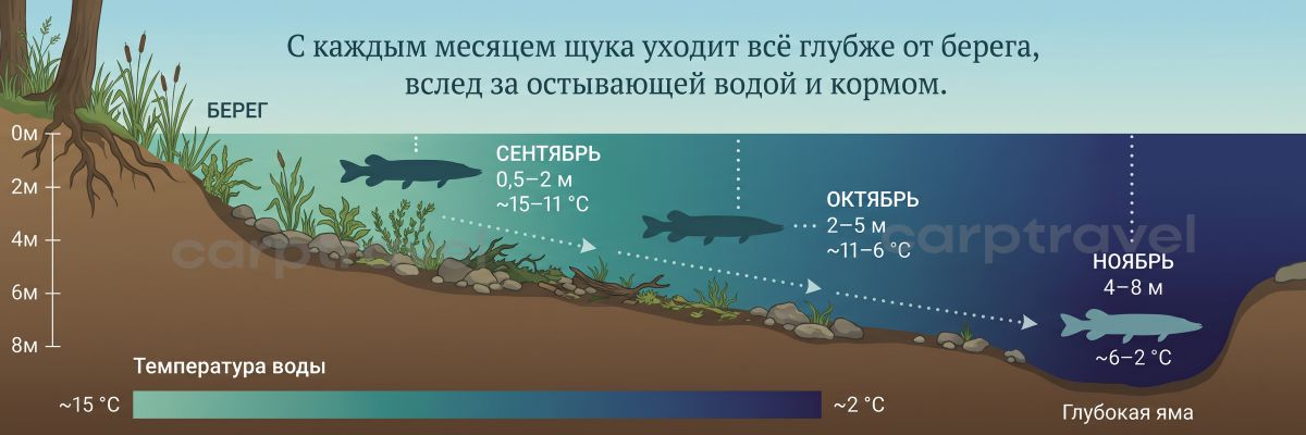 С каждым месяцем щука уходит от берега глубже, вслед за остывающей водой и кормом